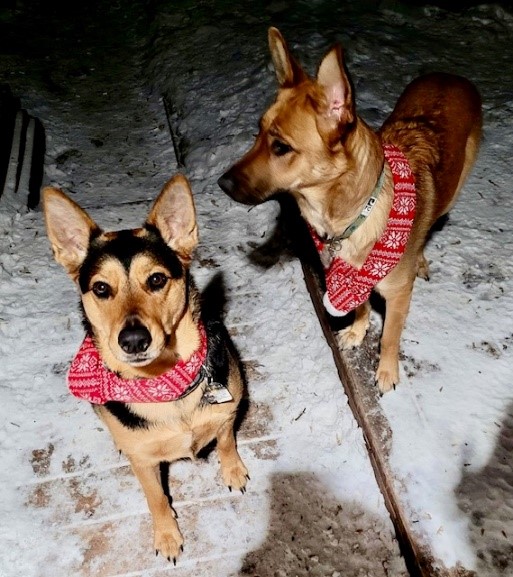 two dogs wearing red bandana outside snow